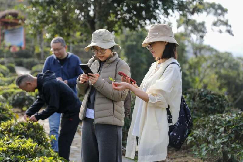 五指山茶产业考察浙江福建 探索生态种植新路径助力乡村振兴 五指山早春茶跨区域协作启新篇,赴温州、福鼎考察助推产业升级