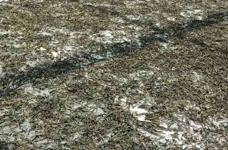 2025年山头茶：名优古树春茶被抢光，大量中小树积压或沦落直播间！