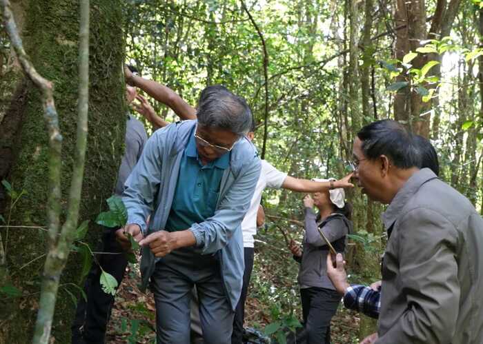 西盟佤山惊现一片古茶园 见证古茶文化历史