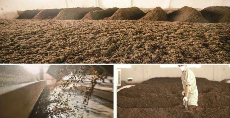 院士团队说2024年茶叶加工理论与技术研究进展（二）