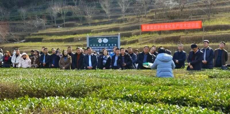安康富硒茶标准化生产现场推进会召开