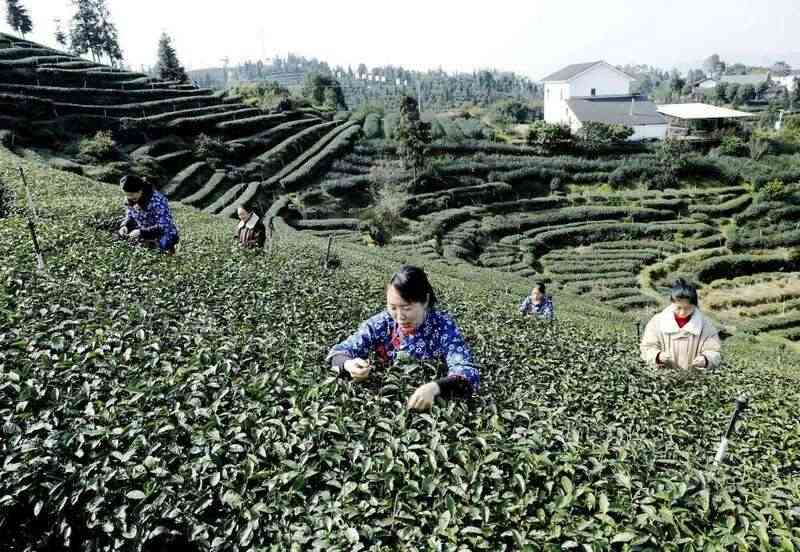 纳溪：“一叶”成“一业” 茶产业铺就村民增收路
