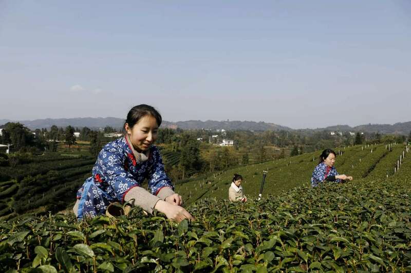 纳溪：“一叶”成“一业” 茶产业铺就村民增收路