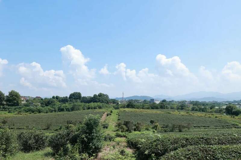 聚焦2025年早春茶开采：新局酝新机，多重驱动下的产业变革