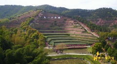 九一六茶园：红韵茶香新发展