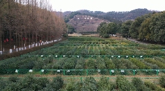 九一六茶园：红韵茶香新发展