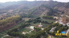 九一六茶园：红韵茶香新发展