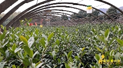 九一六茶园：红韵茶香新发展