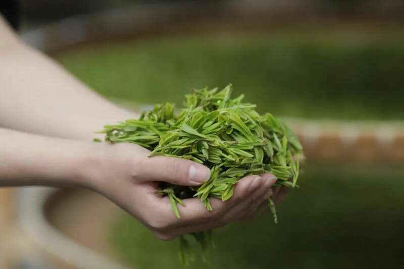 聚焦2025年早春茶开采：新局酝新机，多重驱动下的产业变革