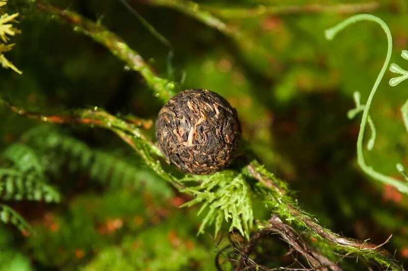 下关2025 秘境荒野 喝18年陈野生古树茶，享山水之乐