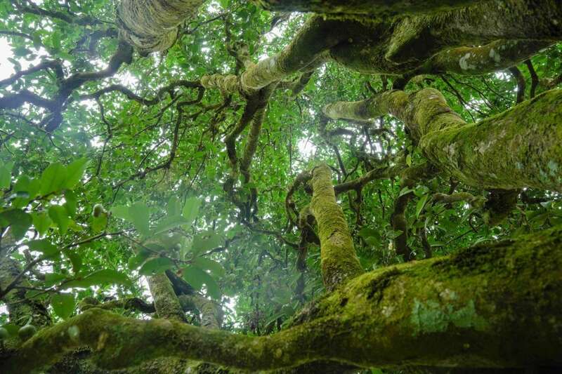 下关2025 秘境荒野 喝18年陈野生古树茶，享山水之乐