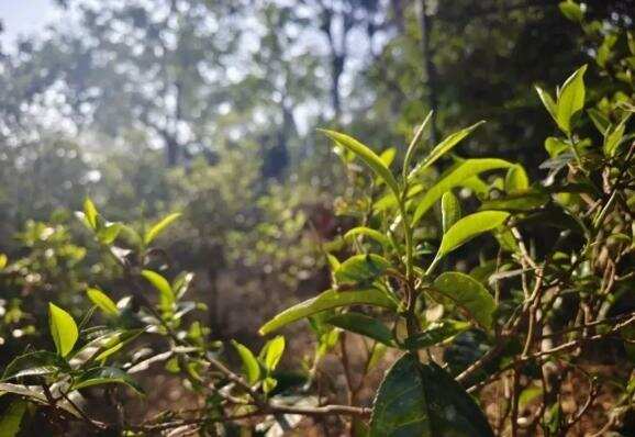 景迈山茶产业引领普洱茶产业高质量发展
