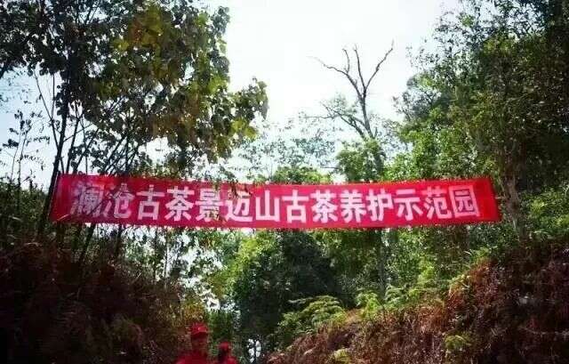 景迈山茶产业引领普洱茶产业高质量发展