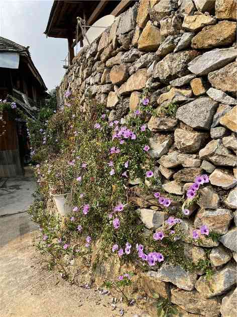 临沧茶旅融合升级路径:从茶尊古树到主题小镇建设策略 高舜礼:打造云南茶旅融合的升级版