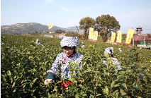 2025早春茶大会召开 全国早春茶产区联盟成立