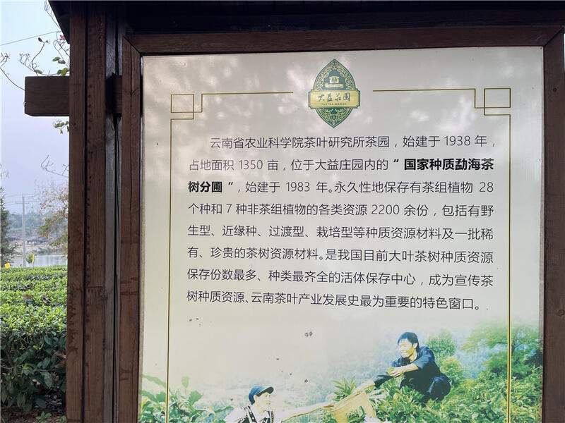 临沧茶旅融合升级路径:从茶尊古树到主题小镇建设策略 高舜礼:打造云南茶旅融合的升级版
