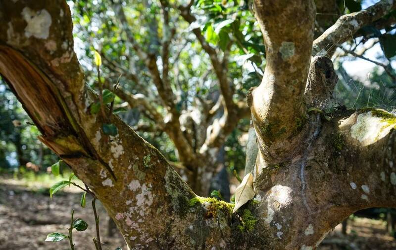 八角亭乔木金韵   一盏金茗，品韵东方