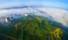 浙江新昌下岩贝村:云上茶乡的乡村振兴之路 以“大佛龙井”品牌为背书 创建“云上茶乡,灵秀东茗”的乡村发展生境