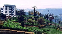 浙江新昌下岩贝村:云上茶乡的乡村振兴之路 以“大佛龙井”品牌为背书 创建“云上茶乡,灵秀东茗”的乡村发展生境