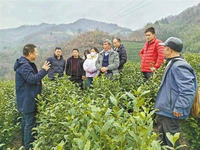 紫阳县26万亩茶园迎春管 抢抓农时保丰产 紫阳:只为春茶香满园