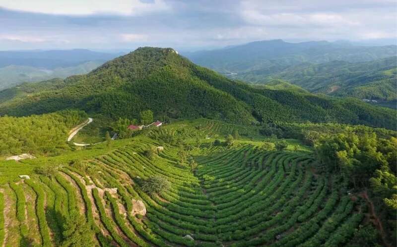 六安市全方位推进茶产业标准化建设