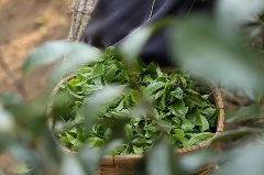 2024美国茶叶进口：传统红茶85.5%的市占率下，增速被有机茶甩开6倍差距