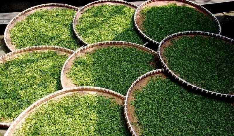 2024年茶青交易指数发布:春茶价跌量涨,夏秋茶量价齐降 2024年度茶青交易指数,揭示量价背后的信号