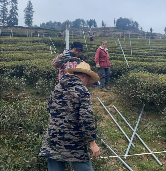 宣恩县：茶叶专业合作社托起致富增收“金叶子”