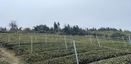 宣恩县：茶叶专业合作社托起致富增收“金叶子”