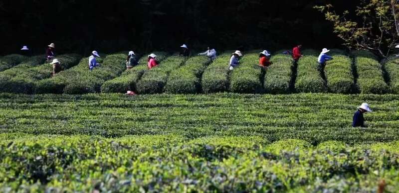 数字赋能助发展 茶旅融合绘新景——茶产业助推青川经济社会高质量发展