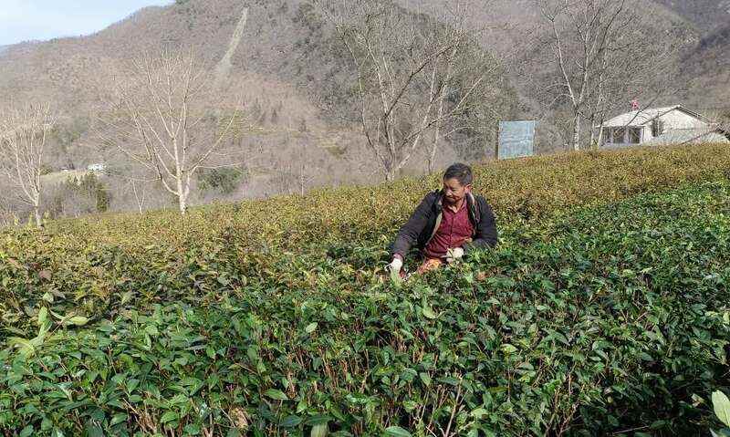 红坪镇红花村:茶园修剪正当时 高山云雾孕好茶 红坪镇红花村:茶园修剪正当时 高山云雾孕好茶