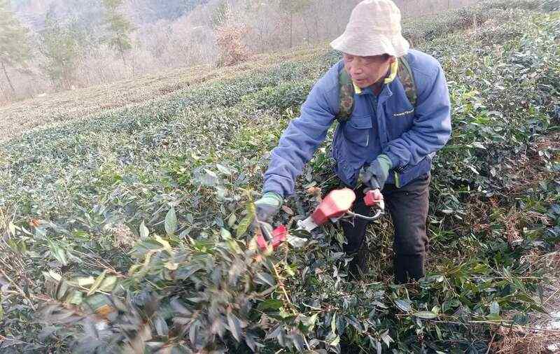 红坪镇红花村:茶园修剪正当时 高山云雾孕好茶 红坪镇红花村:茶园修剪正当时 高山云雾孕好茶