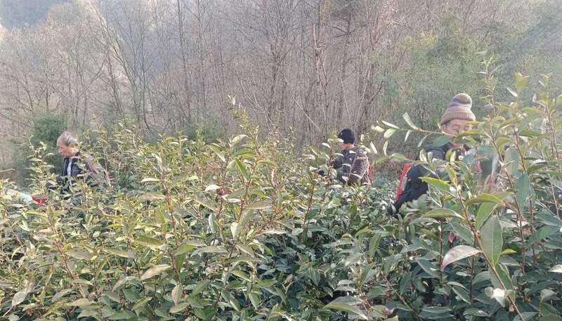 红坪镇红花村:茶园修剪正当时 高山云雾孕好茶 红坪镇红花村:茶园修剪正当时 高山云雾孕好茶