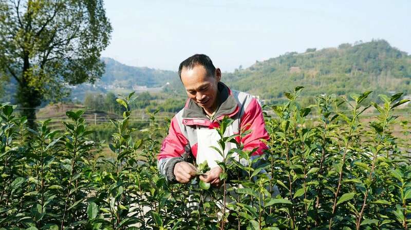 高县来复镇金村春茶飘香茶农忙