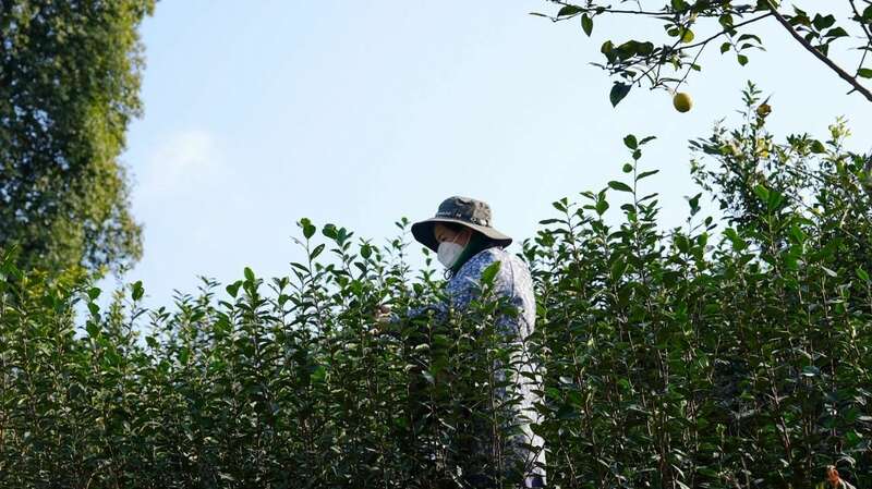 高县来复镇金村春茶飘香茶农忙