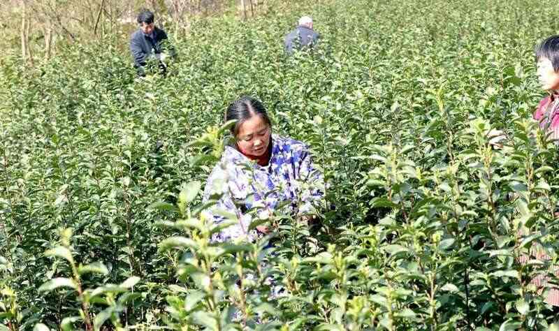 高县来复镇金村春茶飘香茶农忙