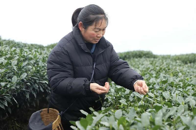 夹江第一茬春茶抢“鲜”开采! 夹江第一茬春茶抢“鲜”开采!