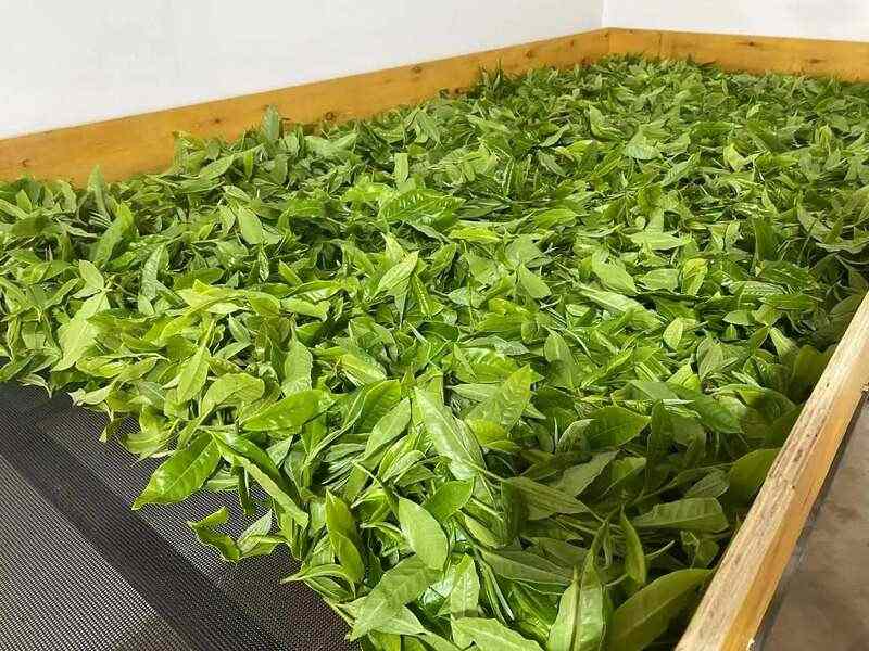 院士团队说2024年茶叶加工理论与技术研究进展(一) 院士团队说2024年茶叶加工理论与技术研究进展(一)