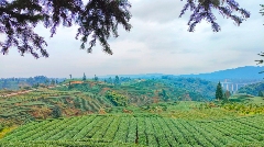 名山首条新茶饮原料加工生产线即将投产 名山首条新茶饮原料加工生产线即将投产