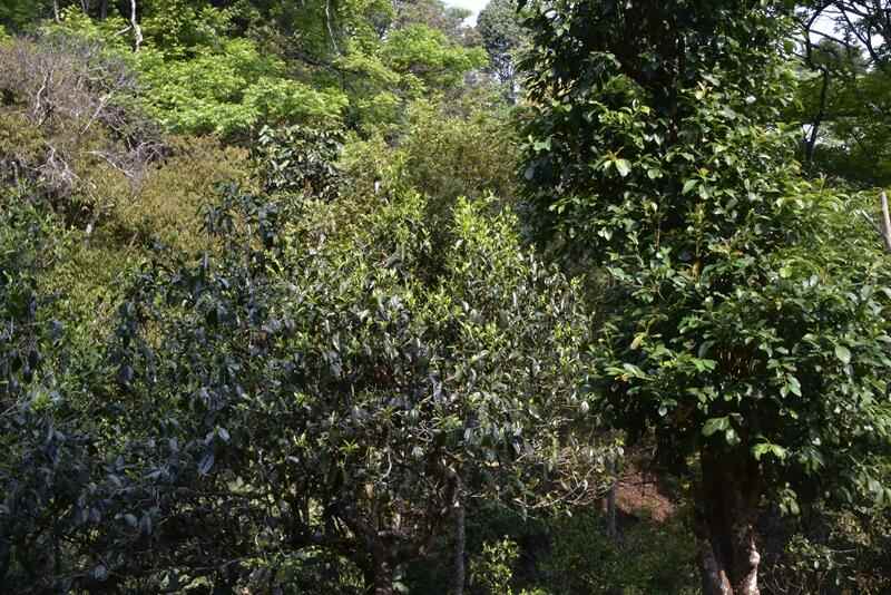 AI赋能茶行业营销突破:智能投放助力茶企降本增效 brand_alt_mark