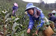 贵州普安春茶采收忙 5.14万亩早春茶园开启丰收季 brand_alt_mark
