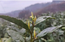 贵州普安春茶采收忙 5.14万亩早春茶园开启丰收季 brand_alt_mark