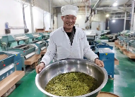 贵州普安春茶采收忙 5.14万亩早春茶园开启丰收季 brand_alt_mark