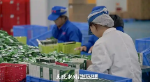 全球最大抹茶生产基地建成投产 年产超1200吨出口40国 brand_alt_mark