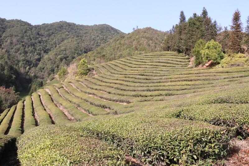 人勤春来早 茶园管护忙 brand_alt_mark