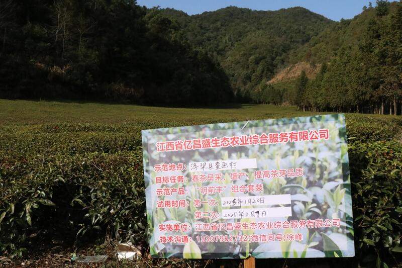 人勤春来早 茶园管护忙 brand_alt_mark