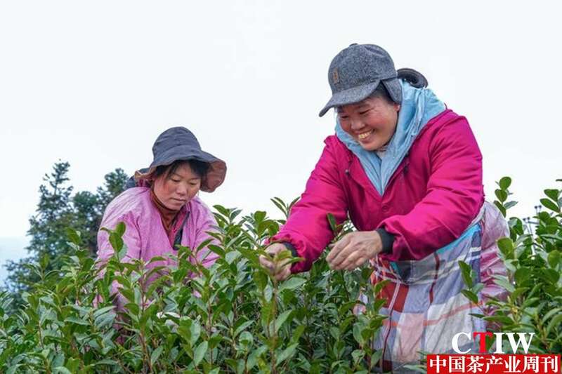 普安农商银行:金融“活水”润泽万亩茶园 brand_alt_mark