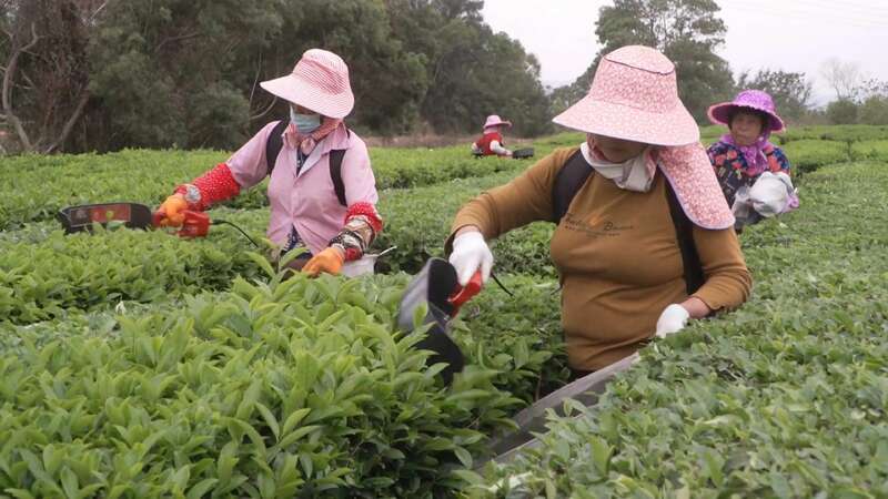 仙庵镇仙内村:茶叶飘香产业旺,走出绿色致富路 brand_alt_mark