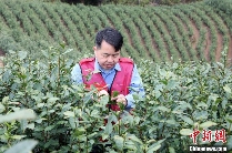 广西三江:春到侗乡茶飘香 抢鲜采摘2025早春茶 brand_alt_mark