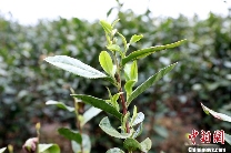 广西三江:春到侗乡茶飘香 抢鲜采摘2025早春茶 brand_alt_mark